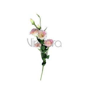 SUN – 345/76CM Eustoma PINK Nr.465