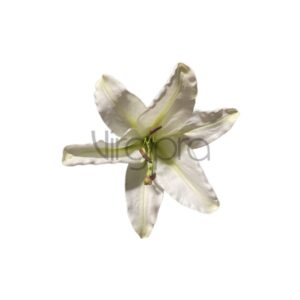 BW8676H Lelija 23cm white Nr.624