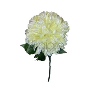 chrizantema 74cm green sp nr.568