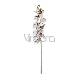 GK150-01 Orchidėja 94cm white/burgundy dots Nr.601