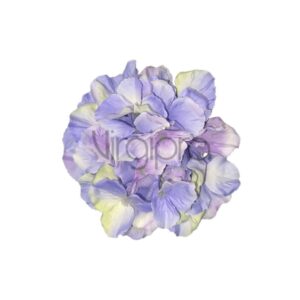 KPW2701 Hortenzija 17cm violet/green Nr.615