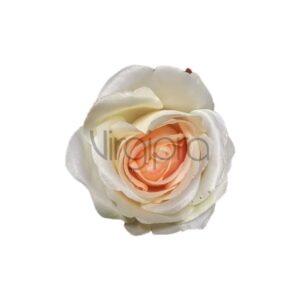 MGHT Rožė ivory lt peach Nr.640