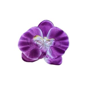 Orchidėja 12cm purple center white Nr.612