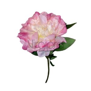 SUN – 406 LT PINK/CREAM PINAVIJA Nr.595