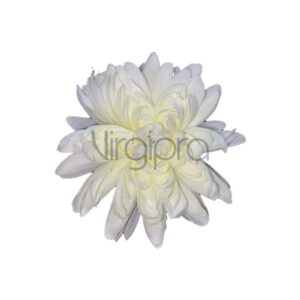 SUN – 774 Chrizantema 12cm white Nr.616
