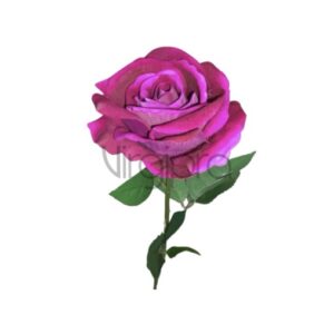 Veliurinė rožė 70cm NEON VIOLET Nr.583