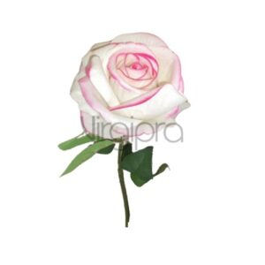 Veliurinė rožė 70cm WHITE EDGE PINK Nr.579