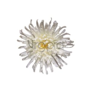 WO24-01 Chrizantema cream/green Nr.669